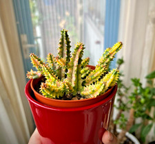 Cactus huernia zebrina - cactus,