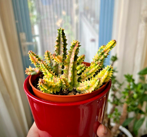 Cactus huernia zebrina - cactus,