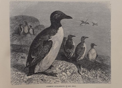1894 pinguino guillemot - 1894,