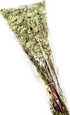 Origano Siciliano Selvatico a