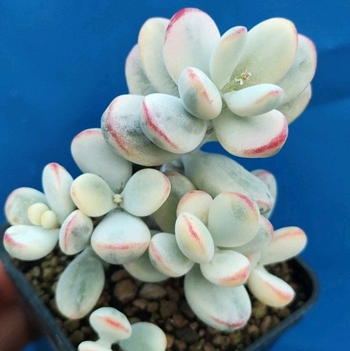 Cotyledon orbiculata variegata - cotyledon,