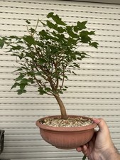 Acero Buergerianum - Bonsai Acero Tridente - Kaede