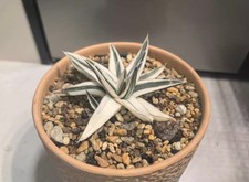 vaso 14 cm Agave Victoriae