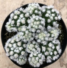 Mammillaria Vetula Subsp