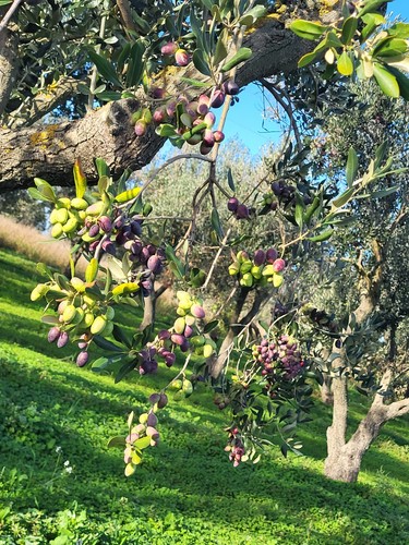 Olio oliva extravergine - d'oliva, 2025