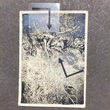 AOI,ascari,ribelli Morti