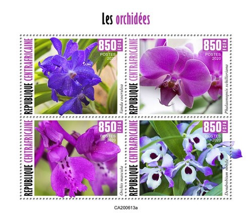 Orchidee