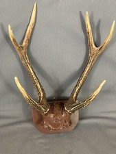 Palco Cervo Da Appendere Tedesco Arredamento Ben Conservato