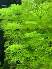 Limnophila sessiliflora