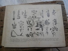 antica stampa da incorniciare AROMATICHE PIANTE ZAFFERANO CEDRONELLA ROSMARINO