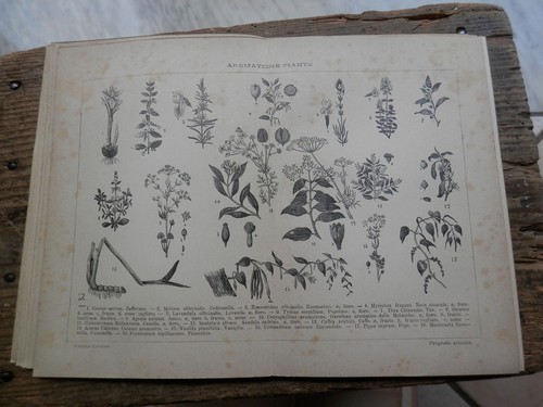 Antica stampa incorniciare - stampa,