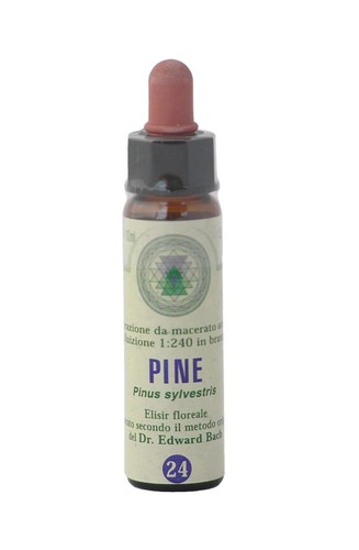 Pine princeps fiori di - nr., 24