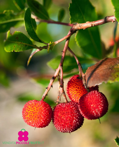 Corbezzolo semi frutti - semi,,