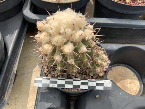 387 copiapoa cinerascens - copiapoa,