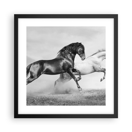 Poster 40x40cm cavalli animali - cavalli,