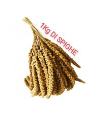 SPIGHE Di Panico 1kg Alimento Per Pappagalli Spiga Panico Semi Uccelli