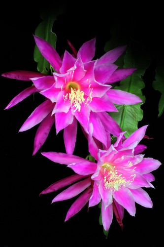 Epiphyllum epicactushybride - epiphyllum,