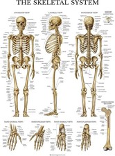 Poster Cartella Medica