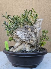 Old Fruiting Olive Bonsai