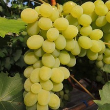 Vite Regina 2L - Uva grande e