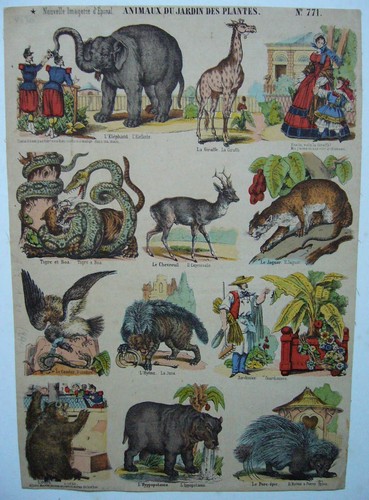 Zoologia animali selvatici - animali,