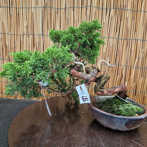 Bonsai shohin ginepro h - bonsai,