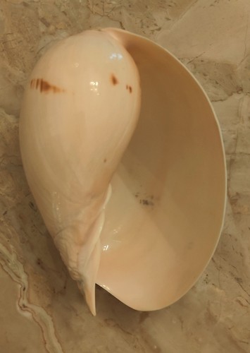 Conchiglia melo - conchiglia,