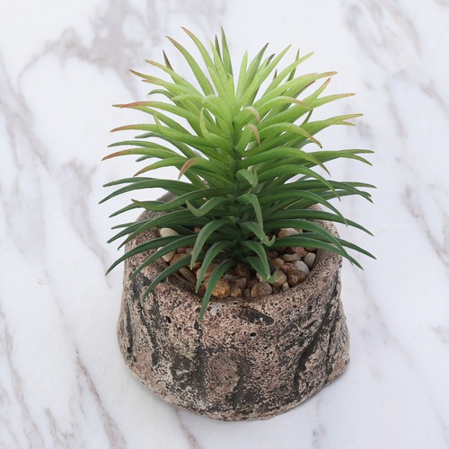 Piantine grasse finte mini - ,