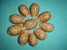 10 Cypraea helvola, da 18 mm a 22 mm di lunghezza