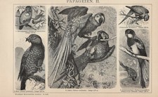 Pappagalli Kakadu Parrocchetto