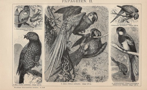 Pappagalli kakadu parrocchetto - pappagalli,
