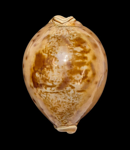 Conchiglia shell cypraea - conchiglia,