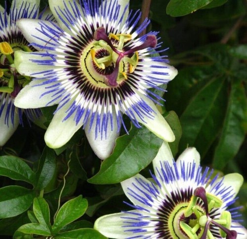 Passiflora caerulea semi - caerulea,, 10