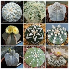 30 semi in miscuglio di Astrophytum mix ,piante grasse,seed cactus mix