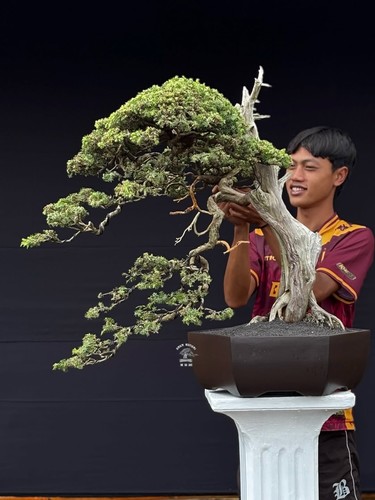 Bonsai juniperus rigida - bonsai,