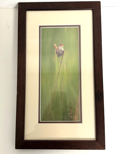 Fotografia natura marsh wren - fotografia,