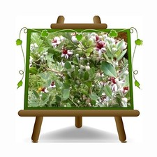 Feijoa Unique pianta su vaso da 20 cm Altezza: 130 cm eta' 2 anni