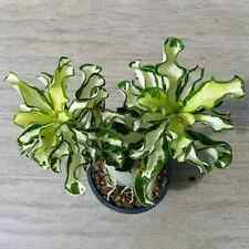 5 semi di Adenium obesum "variegata" Rosa del Deserto "semi freschi" +OMAGGIO