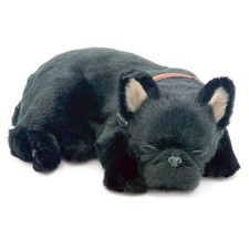 Ninian and Kino Perfetto Pet