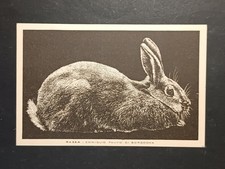 Cartolina non viaggiata ed BRIOSCHI - CONIGLIO FULVO -