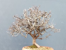 Pre-Bonsai Di Prunus Spinoso