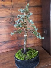 Bonsai di abete blu