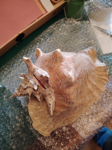 Conchiglie grandi - conchiglie,