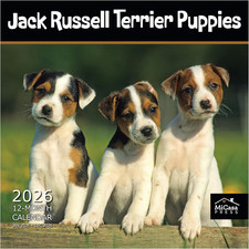 MICASA Jack Russell Terrier