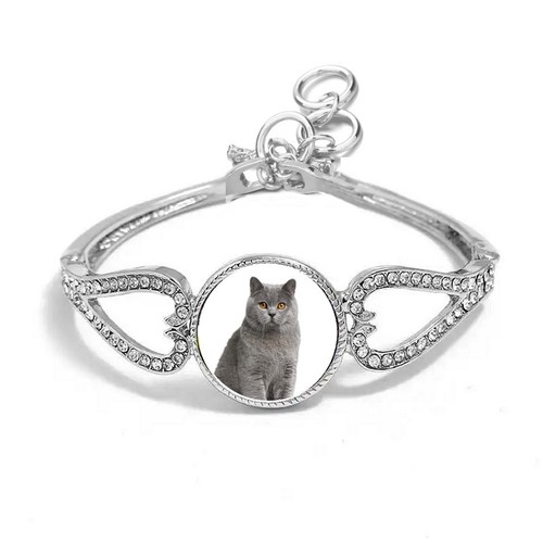 British shorthair cat - shorthair, silver