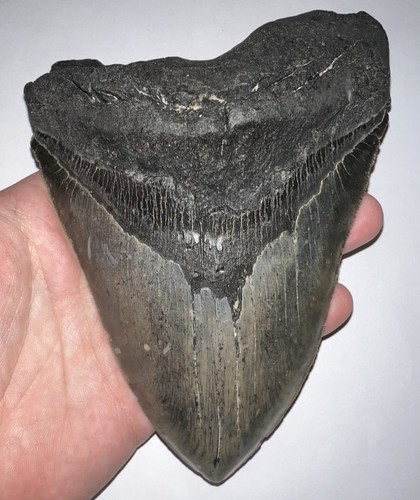 Monster megalodon dente - megalodon,