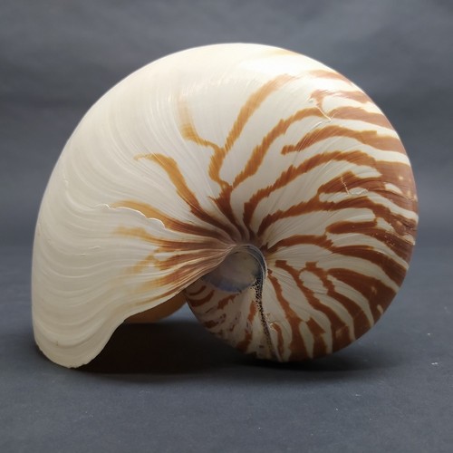 Grande conchiglia nautilus - conchiglia,