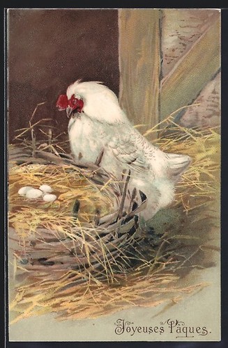 Cartolina gallina cura - , le