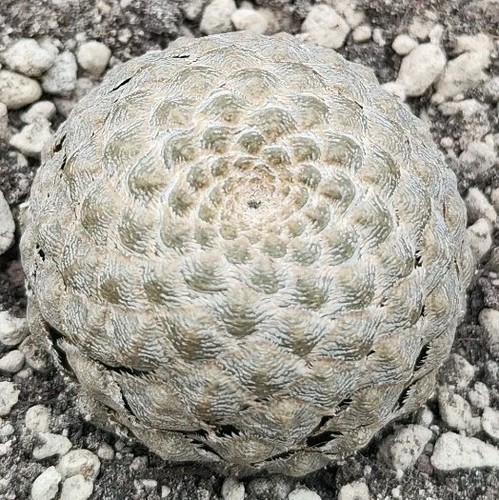 Euphorbia piscidermis