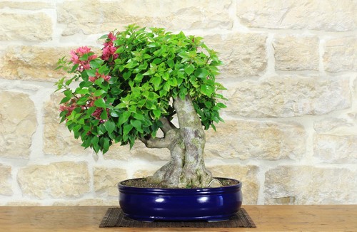Bonsai bougainvillea - bonsai,